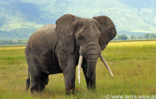 Słoń w kraterze Ngorongoro