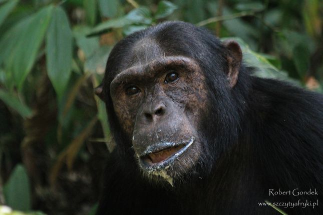 Szympans w Kibale National Park