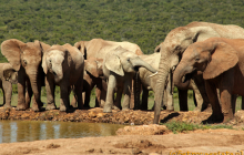 Afryka – tam gdzie żyją słonie i żyrafy