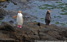 Pingwiny - mieszkańcy nowozelandzkich wybrzeży