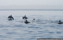 Delfiny w Zatoce Omańskiej