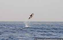 Delfiny w Zatoce Omańskiej