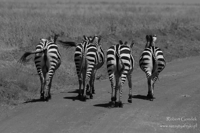 Nairobi National Park - tyłeczki